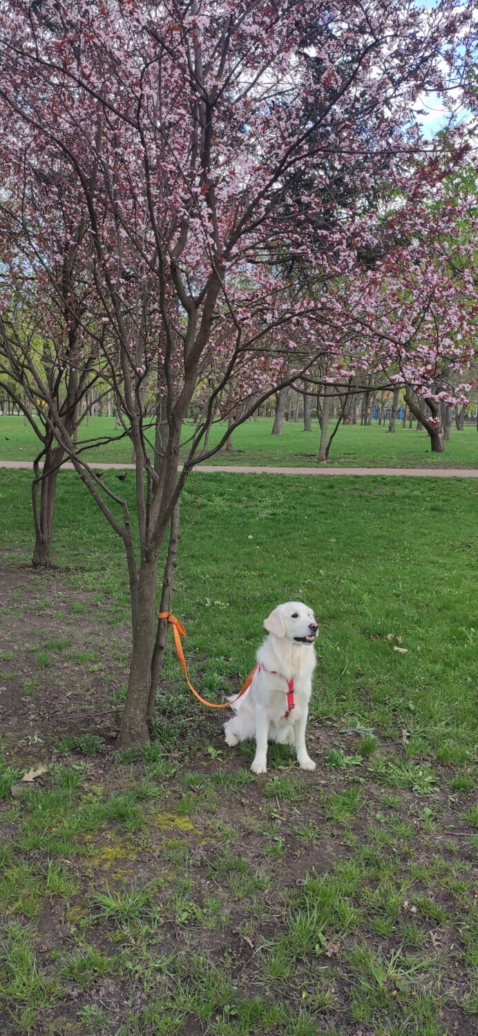 Nessy white golden retriever 2 years old near sakura tree on grass